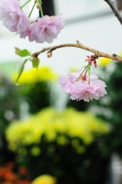 花束とアレンジメントの日持ちについて 花屋ブログ 岩手県九戸郡洋野町の花屋 フラワーショップ 三恵にフラワーギフトはお任せください 当店は 安心と信頼の花キューピット加盟店です 花キューピットタウン